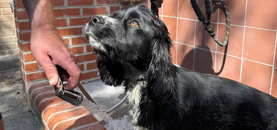 Dog Wash Areas