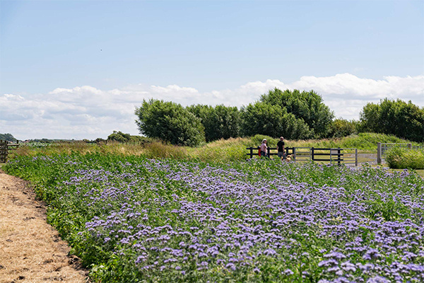 Farm Walk